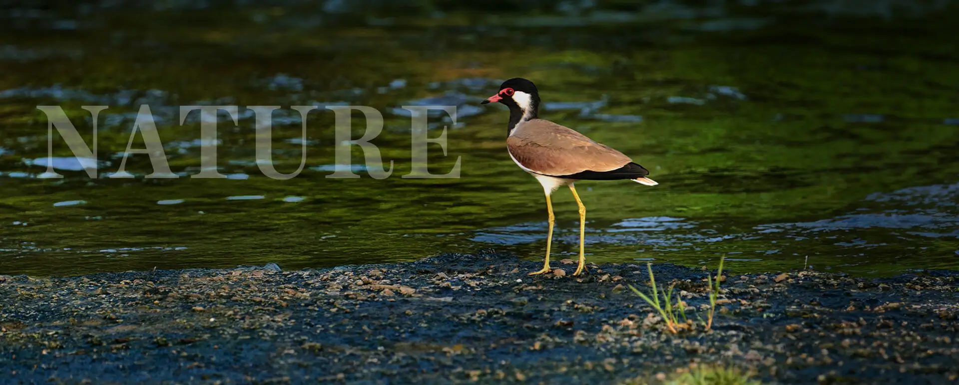 Natural beauty & wildlife captured. Red-wattled lapwing in a pond near Birla Punya, Central Pune's residential project