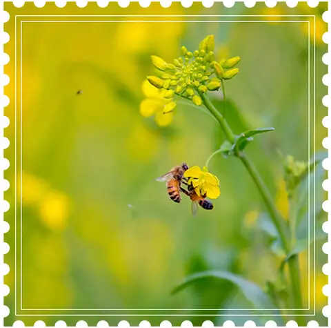 Lush greenery & vibrant flora at Birla Punya Pune, highlighting natural beauty & sustainable living offered by Birla Estates